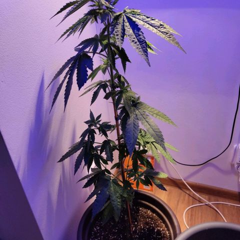 Wedding Cake growlog timeline photo