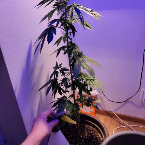 Wedding Cake growlog timeline photo