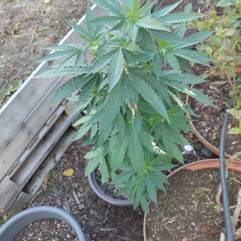 Wedding Cake growlog timeline photo