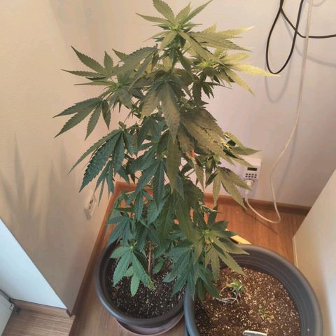 Wedding Cake growlog timeline photo