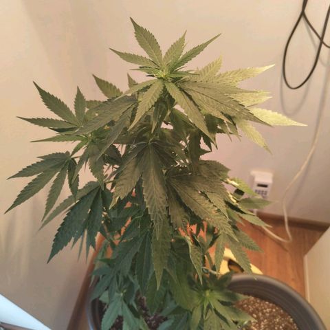 Wedding Cake growlog timeline photo