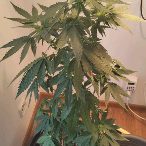 Wedding Cake growlog timeline photo