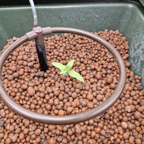 Gorilla Cookies Auto growlog timeline photo