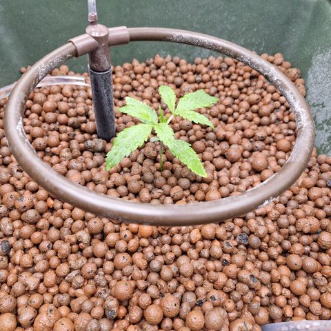 Gorilla Cookies Auto growlog timeline photo