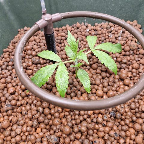 Gorilla Cookies Auto growlog timeline photo