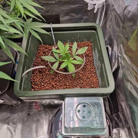Gorilla Cookies Auto growlog photo: Endlich wächst die 
