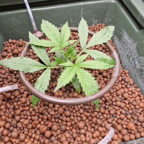 Gorilla Cookies Auto growlog photo: Endlich wächst die 