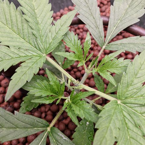 Gorilla Cookies Auto growlog photo: TOPPING