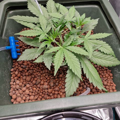 Gorilla Cookies Auto growlog timeline photo
