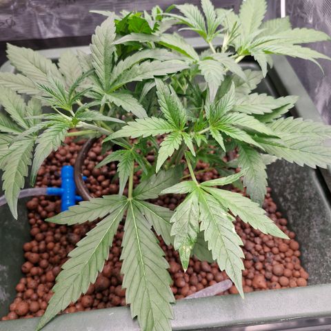 Gorilla Cookies Auto growlog timeline photo