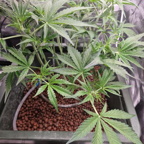 Gorilla Cookies Auto growlog timeline photo