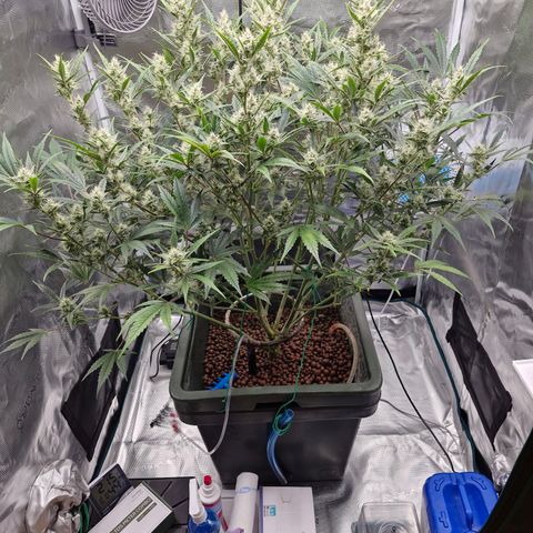 Gorilla Cookies Auto growlog timeline photo