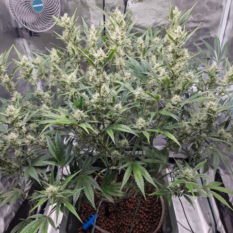 Gorilla Cookies Auto growlog timeline photo