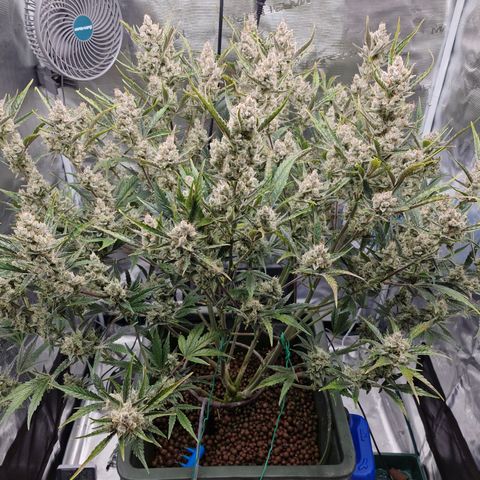 Gorilla Cookies Auto growlog timeline photo
