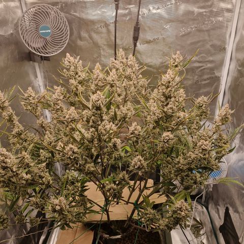 Gorilla Cookies Auto growlog timeline photo