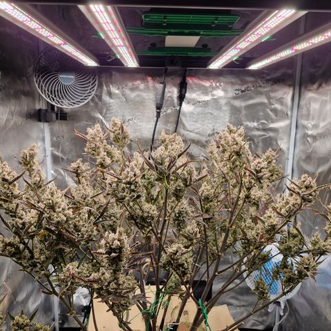 Gorilla Cookies Auto growlog timeline photo