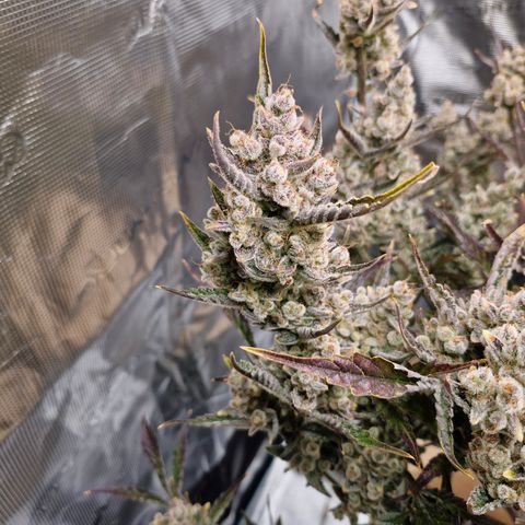 Gorilla Cookies Auto growlog timeline photo