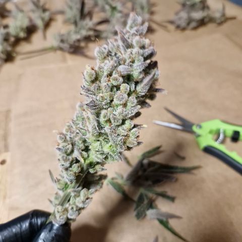 Gorilla Cookies Auto growlog timeline photo
