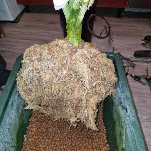 Gorilla Cookies Auto growlog timeline photo