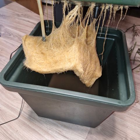 Gorilla Cookies Auto growlog timeline photo