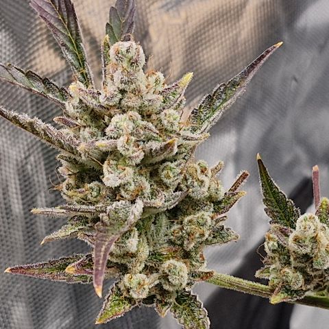 Gorilla Cookies Auto growlog timeline photo
