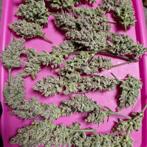 Gorilla Cookies Auto growlog timeline photo