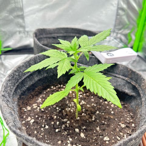 Bubble Gum growlog photo: Replantio 