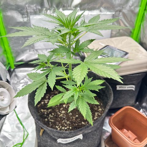 Bubble Gum growlog timeline photo