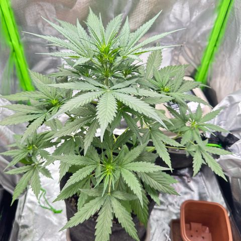 Bubble Gum growlog photo: Início floração 