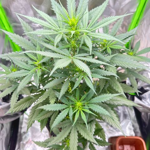 Bubble Gum growlog timeline photo