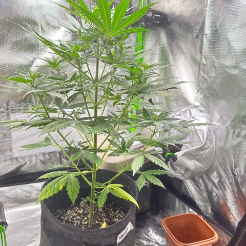 Bubble Gum growlog timeline photo