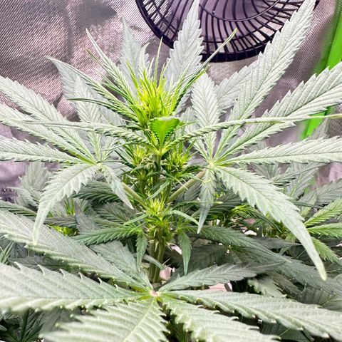 Bubble Gum growlog timeline photo