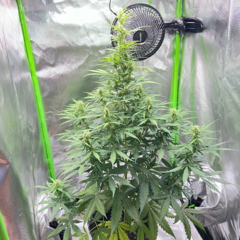 Bubble Gum growlog timeline photo