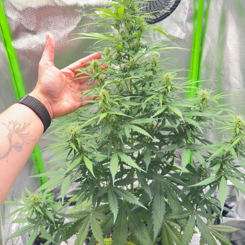 Bubble Gum growlog timeline photo