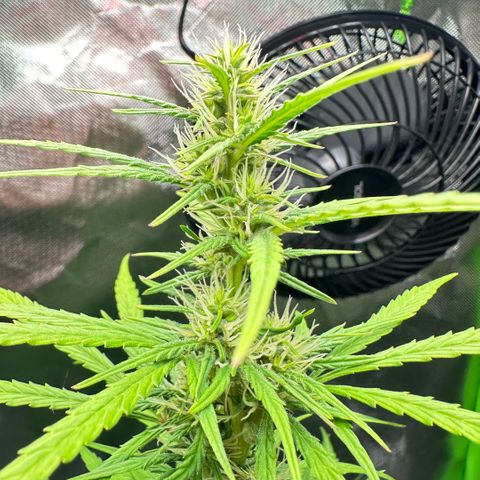 Bubble Gum growlog timeline photo