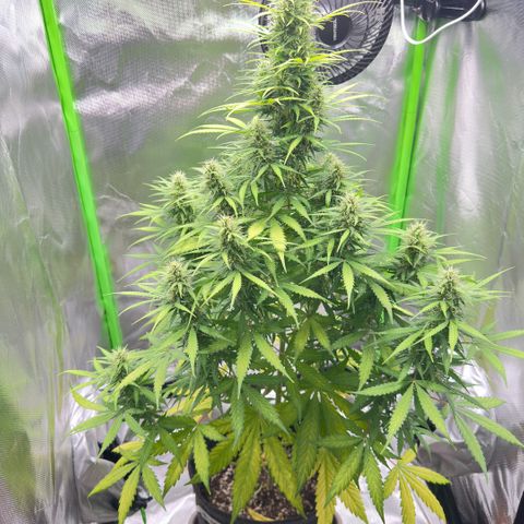 Bubble Gum growlog timeline photo