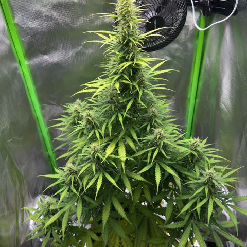 Bubble Gum growlog timeline photo