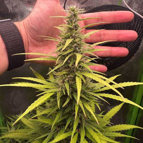 Bubble Gum growlog timeline photo