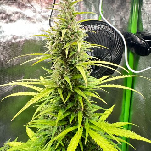Bubble Gum growlog timeline photo