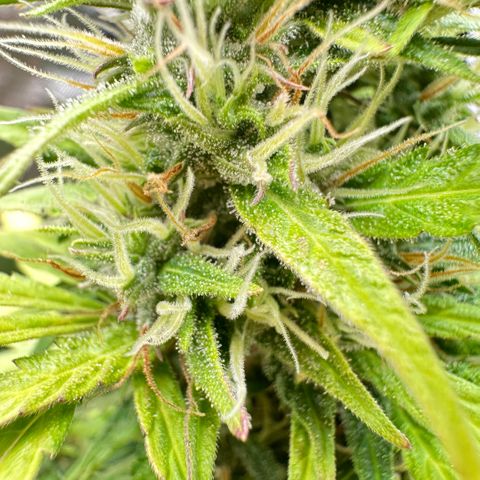 Bubble Gum growlog timeline photo