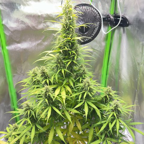 Bubble Gum growlog timeline photo