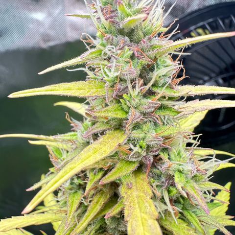 Bubble Gum growlog timeline photo