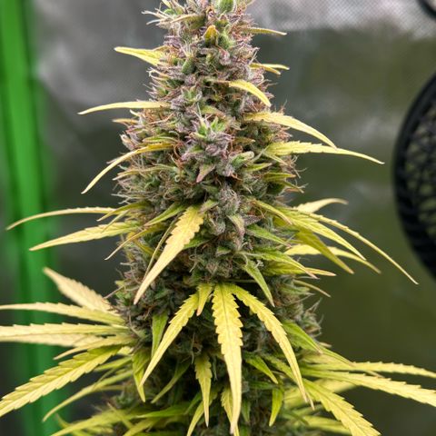 Bubble Gum growlog timeline photo