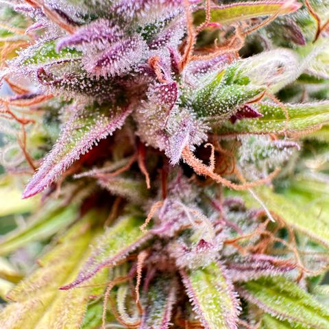 Bubble Gum growlog timeline photo