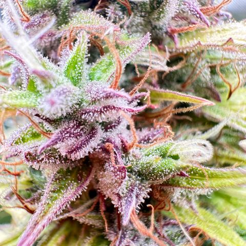 Bubble Gum growlog timeline photo