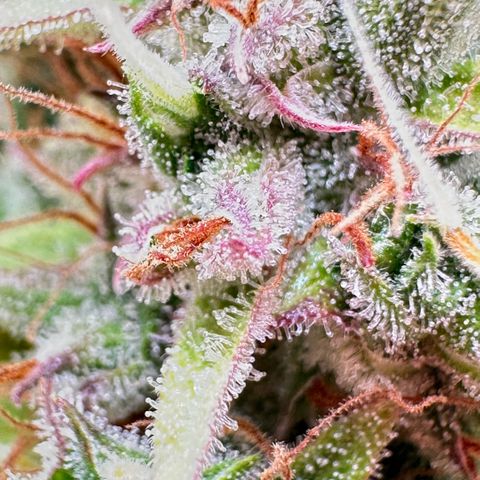 Bubble Gum growlog timeline photo