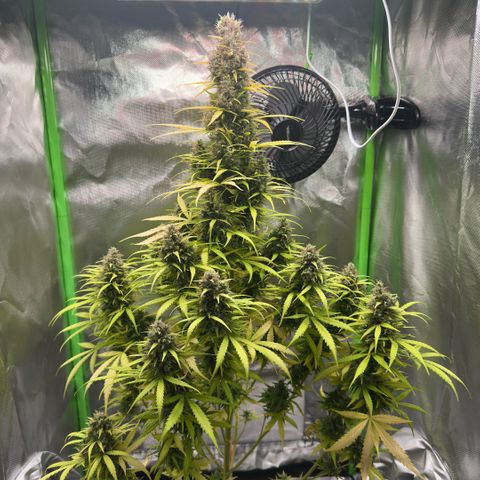 Bubble Gum growlog timeline photo