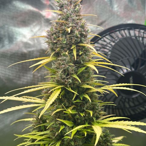 Bubble Gum growlog timeline photo