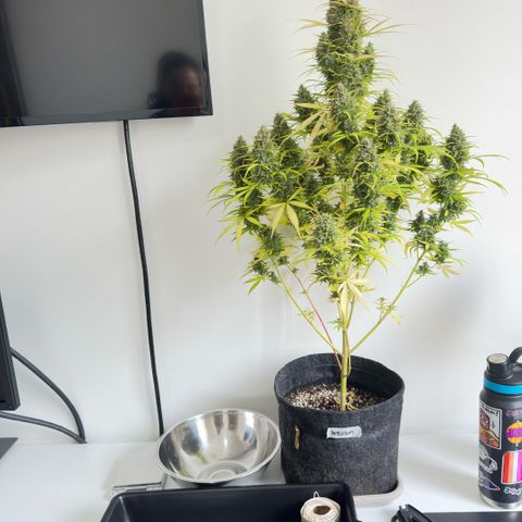 Bubble Gum growlog photo: Colheita!