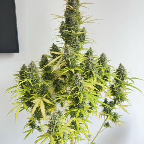 Bubble Gum growlog photo: Colheita!